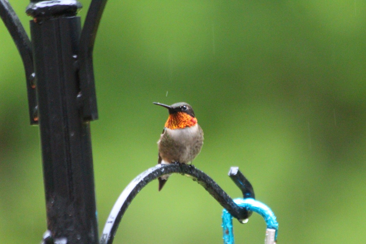 Ruby-throated Hummingbird - ML575737501