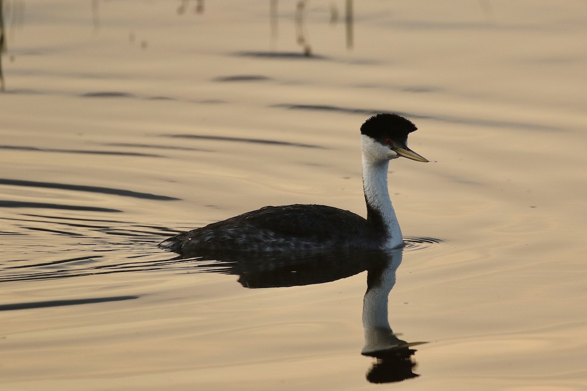 Western Grebe - ML575739791