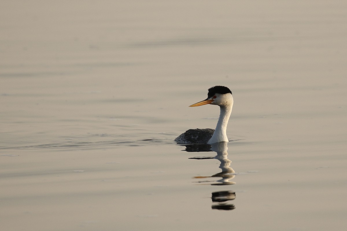 Clark's Grebe - ML575739831