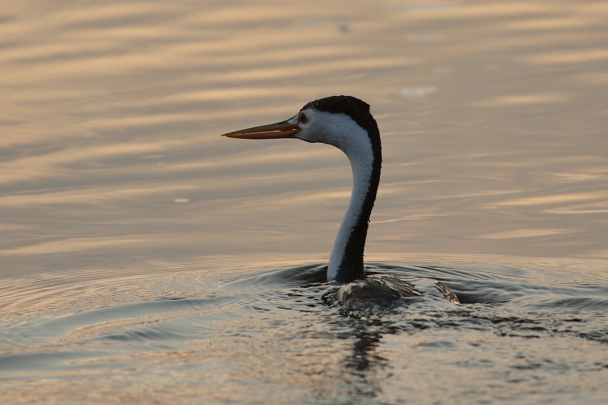 Clark's Grebe - ML575739841