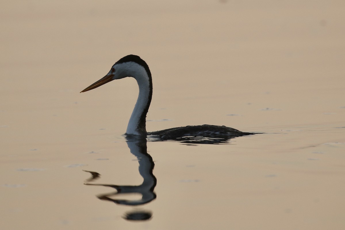 Clark's Grebe - ML575739901