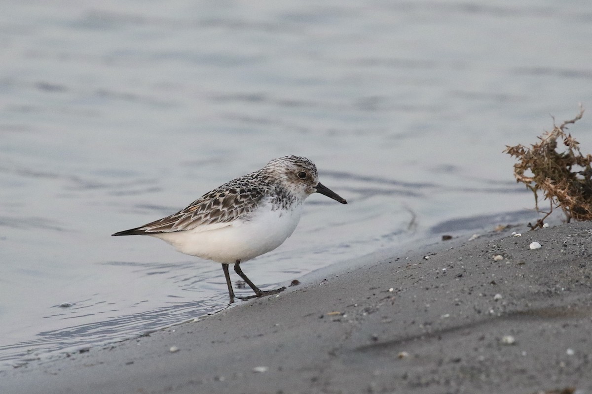 Sanderling - Russ Morgan