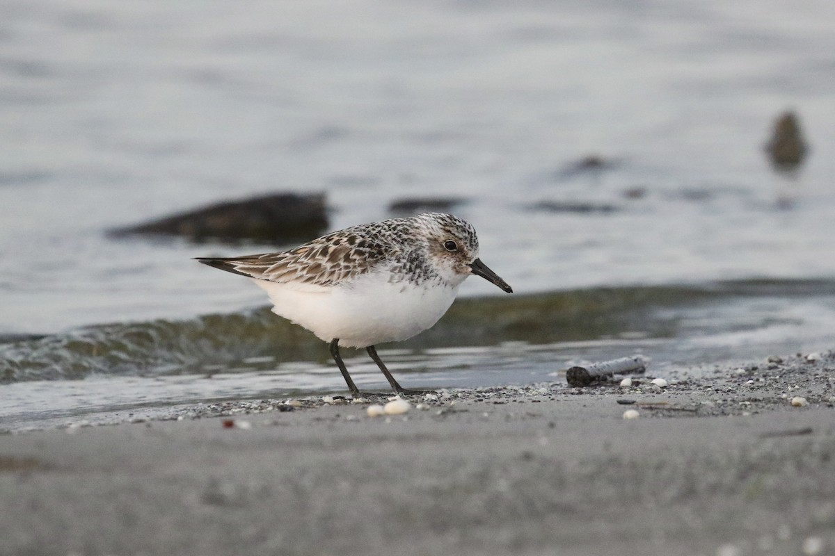 Sanderling - ML575740041