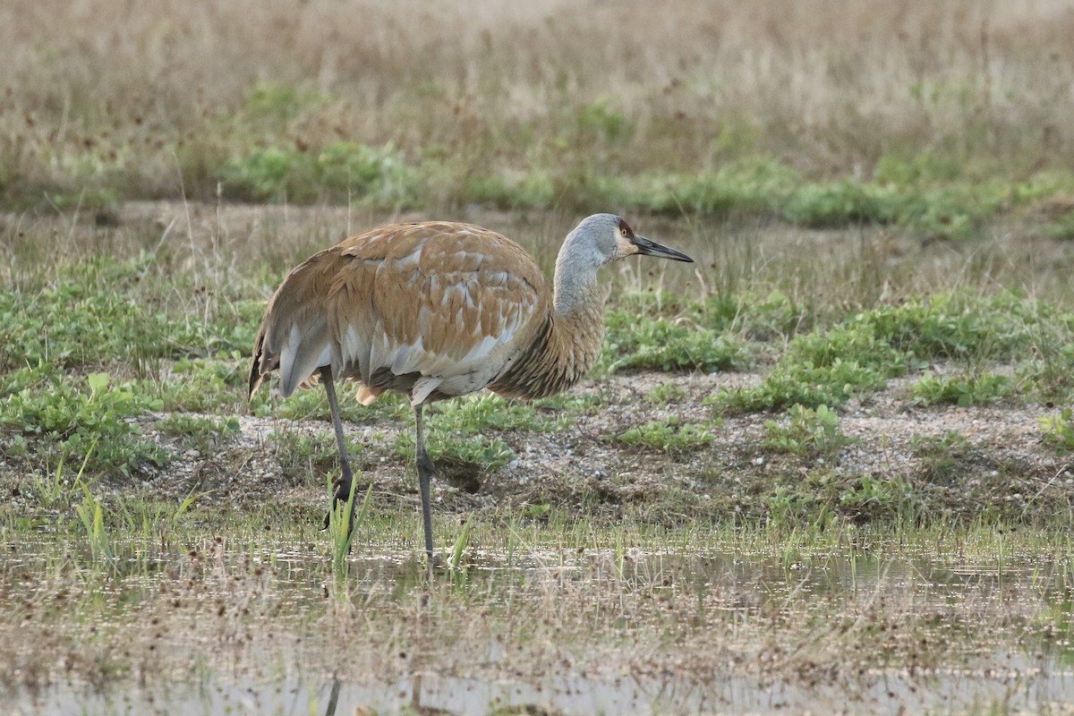 Sandhill Crane - ML575740081