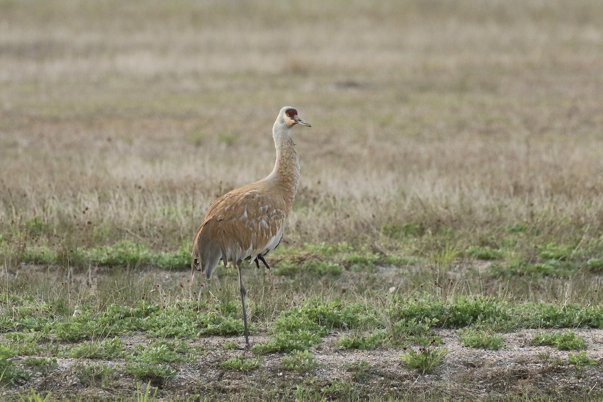 Sandhill Crane - ML575740151