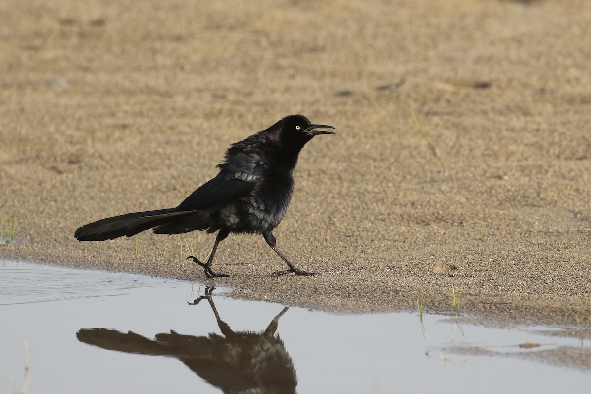 Great-tailed Grackle - ML575740211