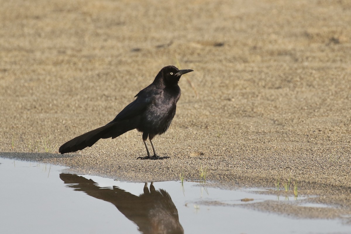 Great-tailed Grackle - ML575740241