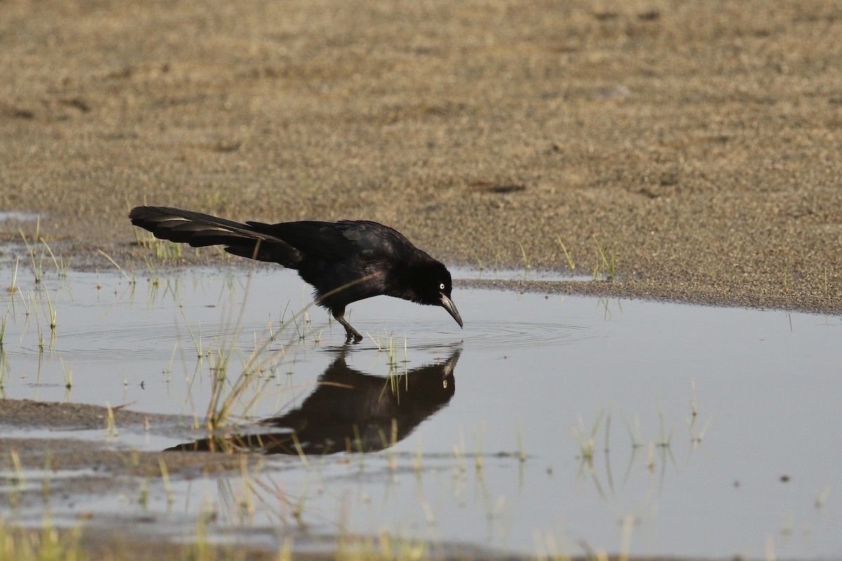 Great-tailed Grackle - ML575740251