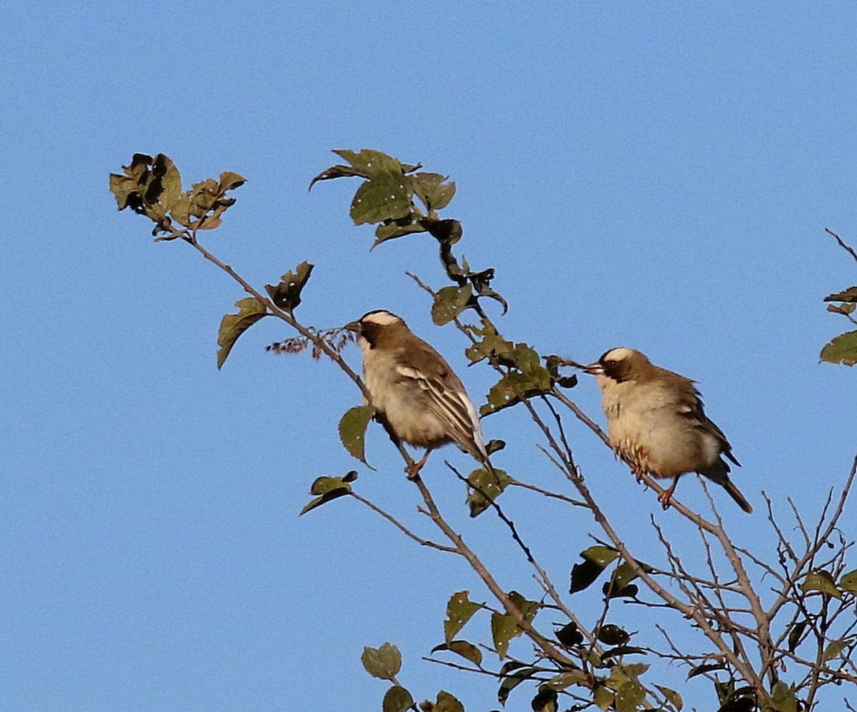 White-browed Sparrow-Weaver (White-breasted) - ML575740501