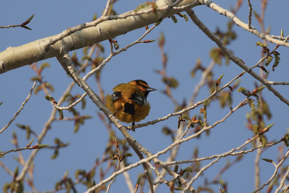 Bullock's Oriole - ML575740541