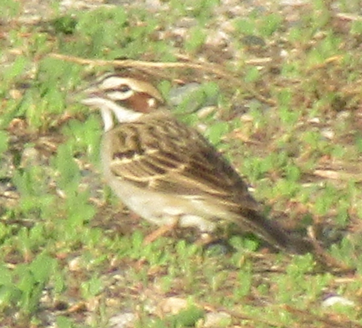 Bruant à joues marron - ML575740891