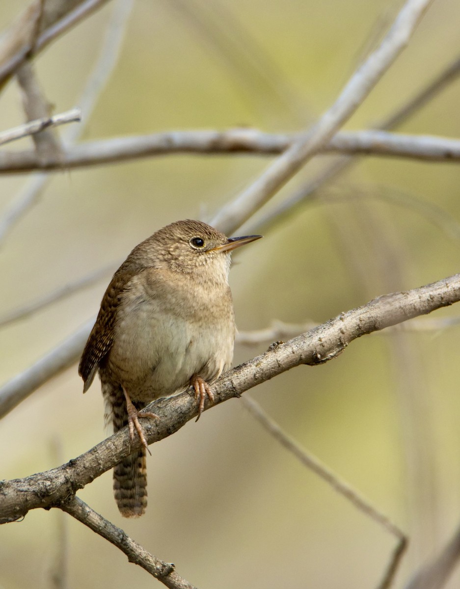 House Wren - David Fraide