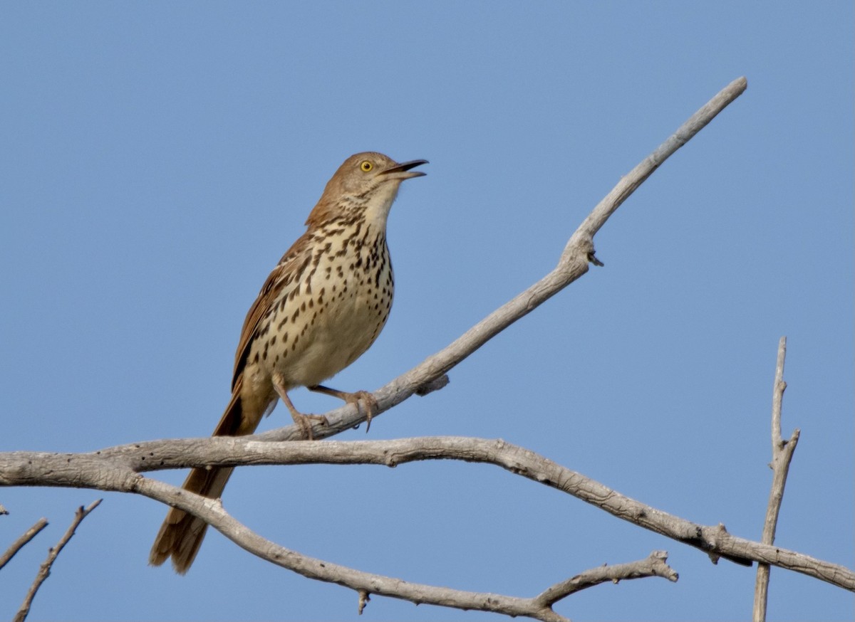 Brown Thrasher - ML575741021