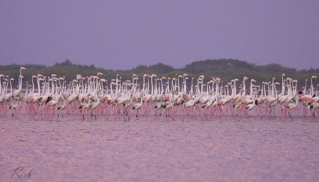 Flamingo - ML575741521