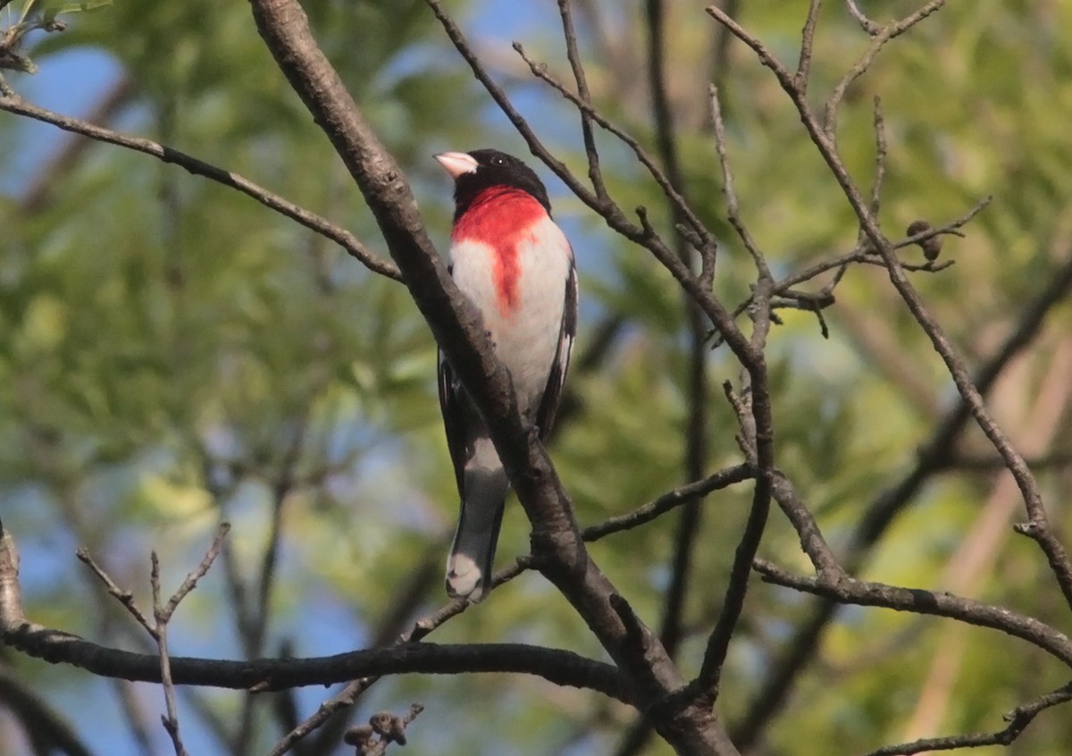 Rose-breasted Grosbeak - ML57574181