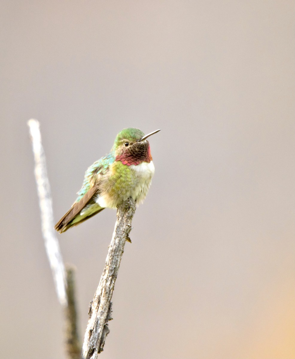 Broad-tailed Hummingbird - ML575742731