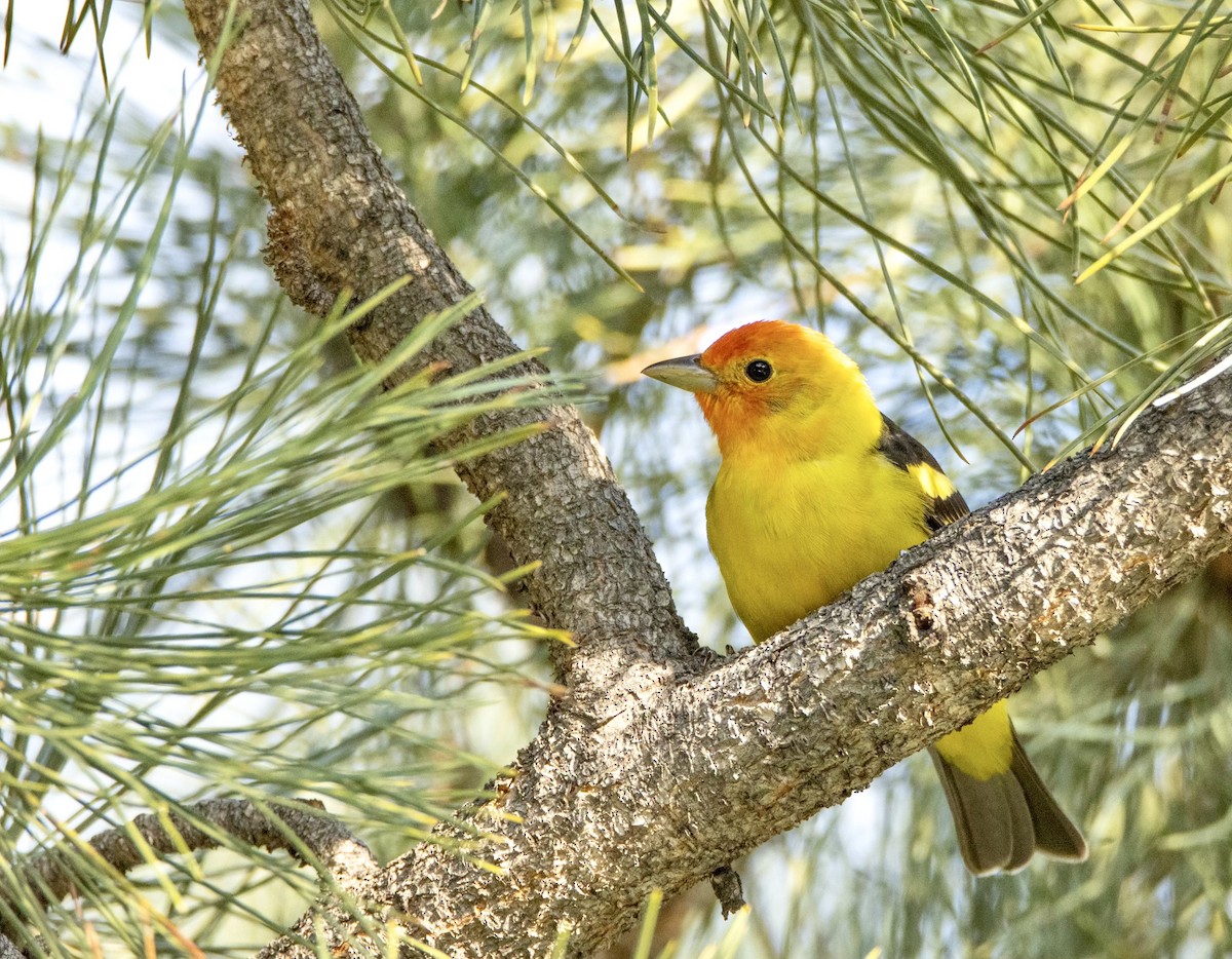 Western Tanager - ML575742791