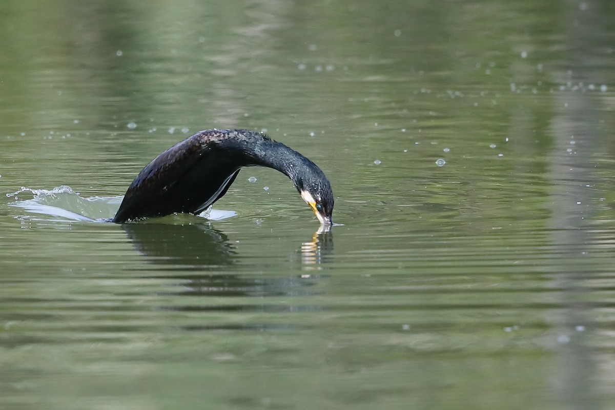 Great Cormorant - ML575742891