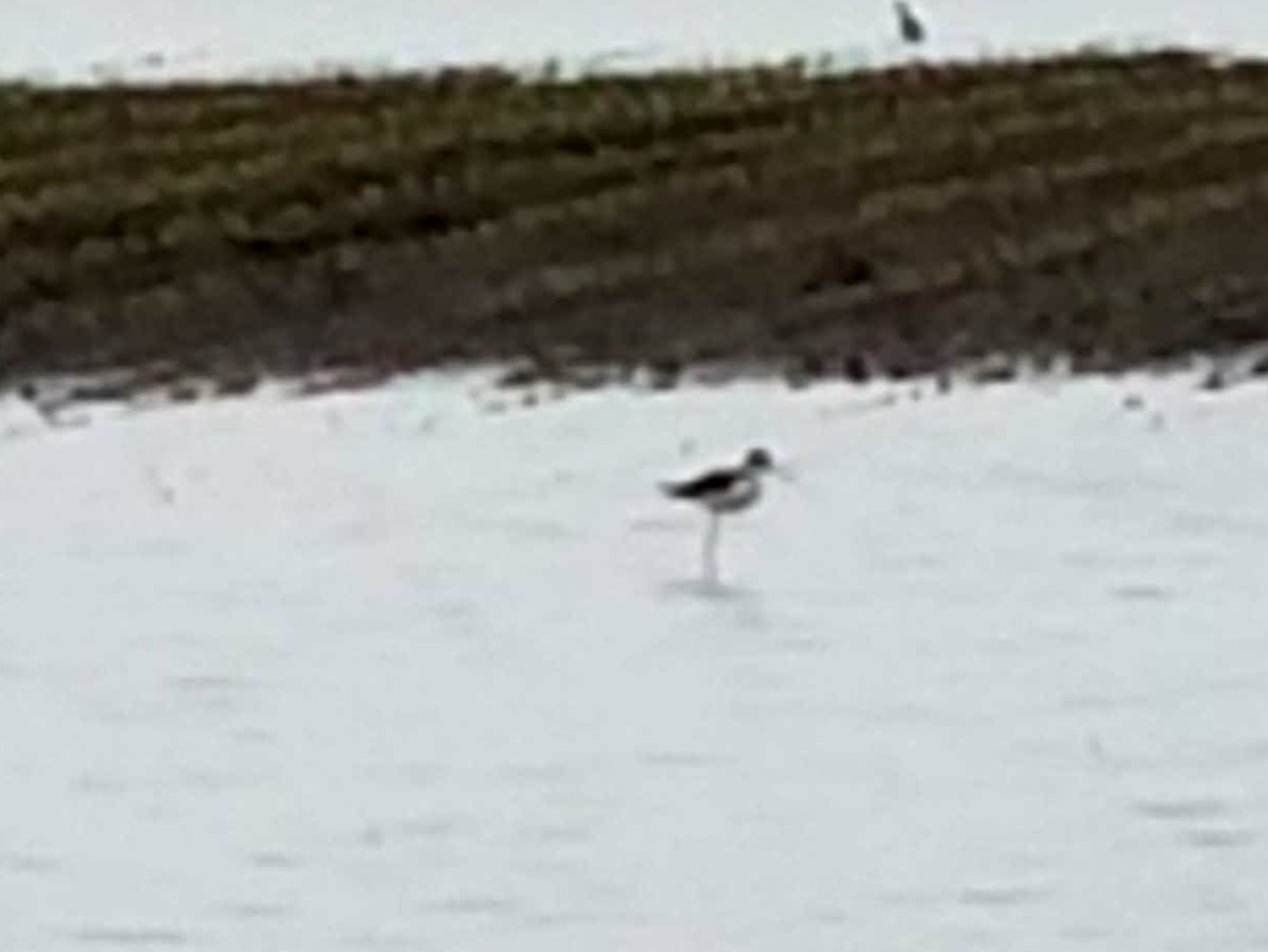 Black-necked Stilt - Rachel Vinsel