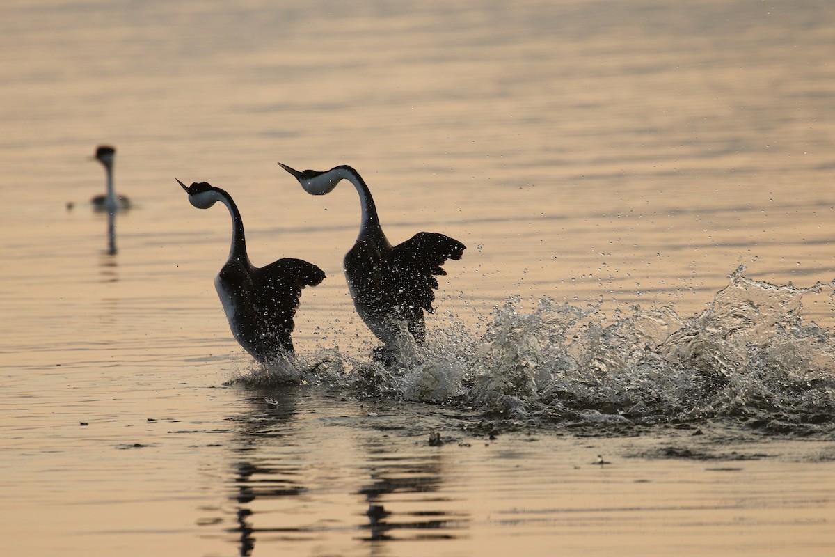 Western Grebe - ML575743211