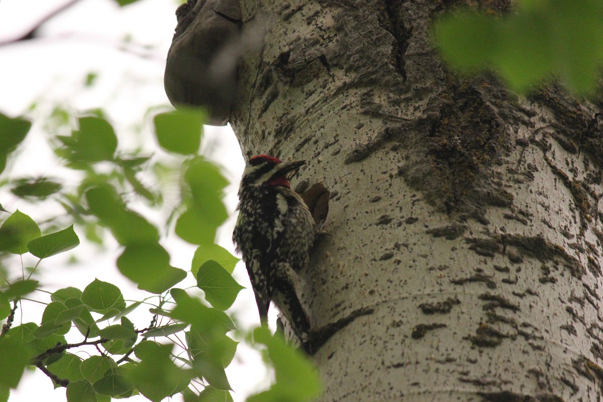 Yellow-bellied Sapsucker - ML575745811