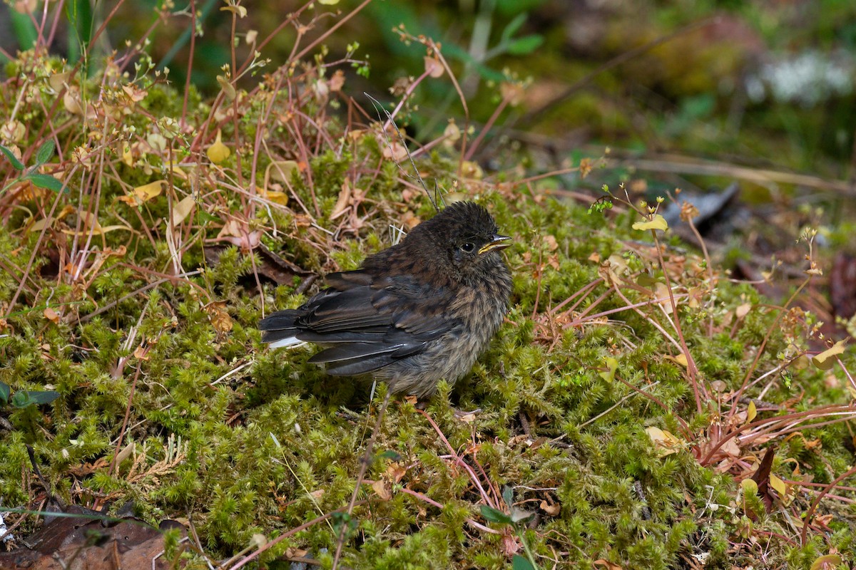 Dark-eyed Junco - ML575745821