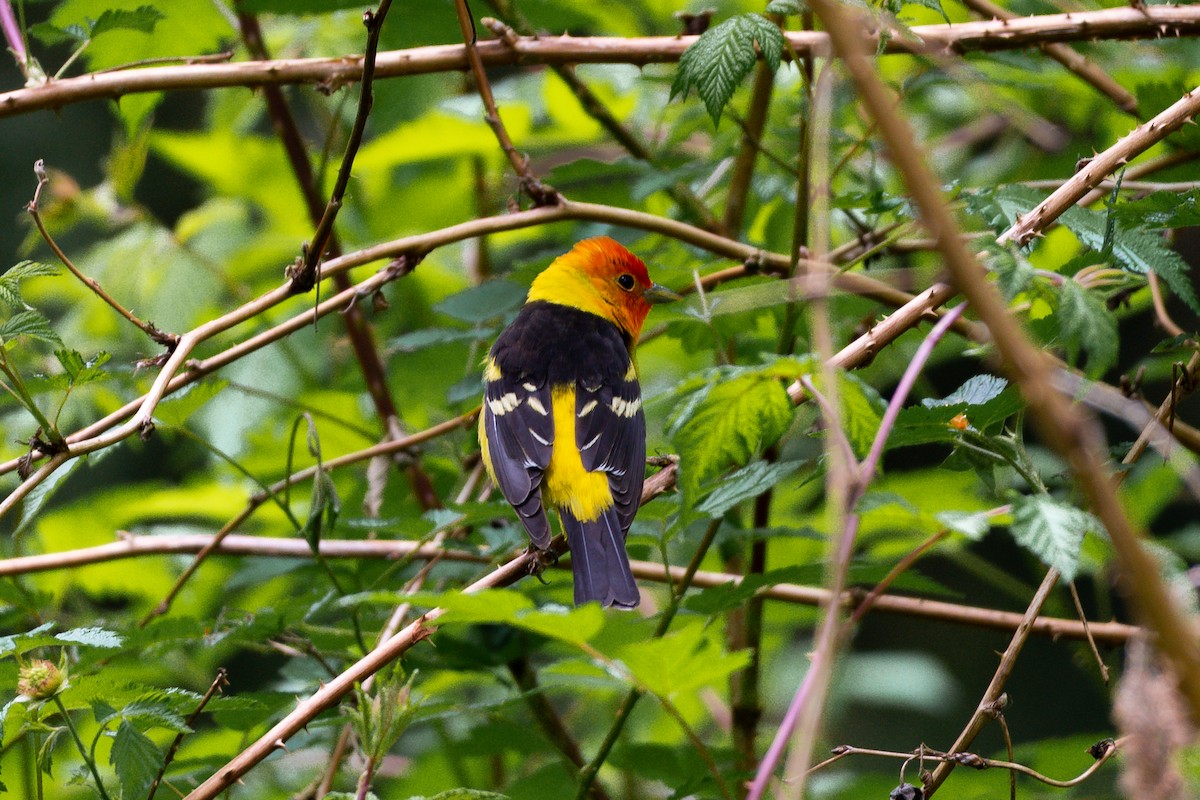 Western Tanager - ML575745871