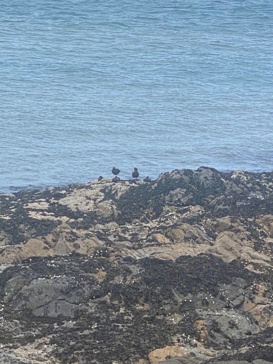 Black Oystercatcher - ML575746951