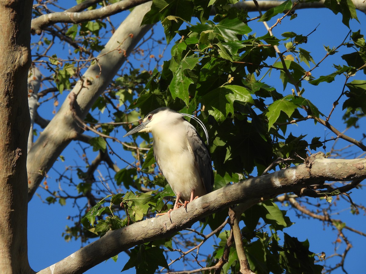 Black-crowned Night Heron - Rohan Prinja