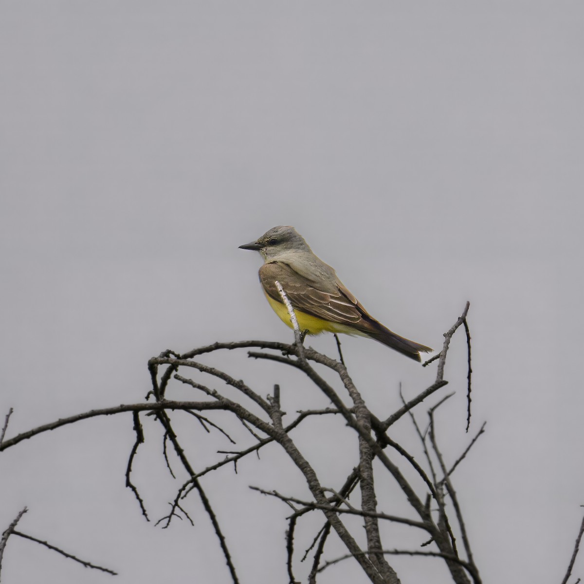 Cassin's Kingbird - ML575748231