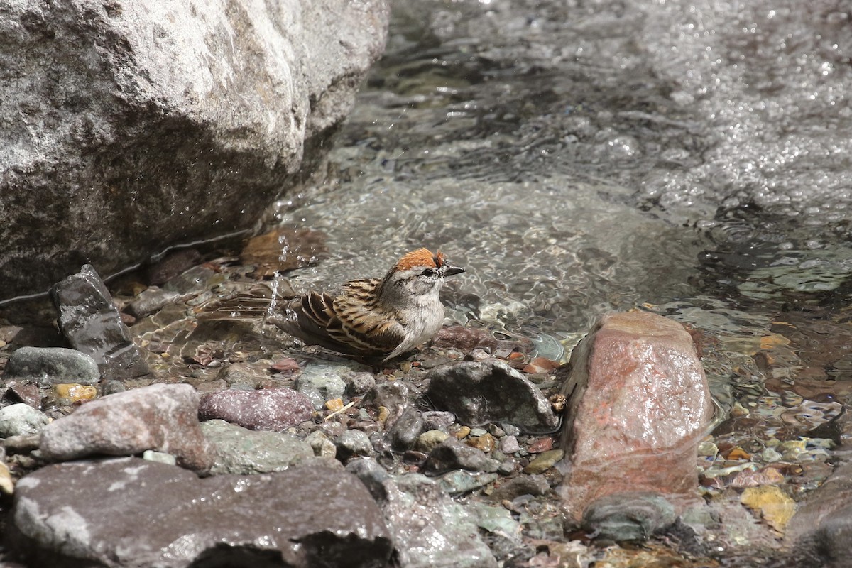 Chipping Sparrow - ML575749401
