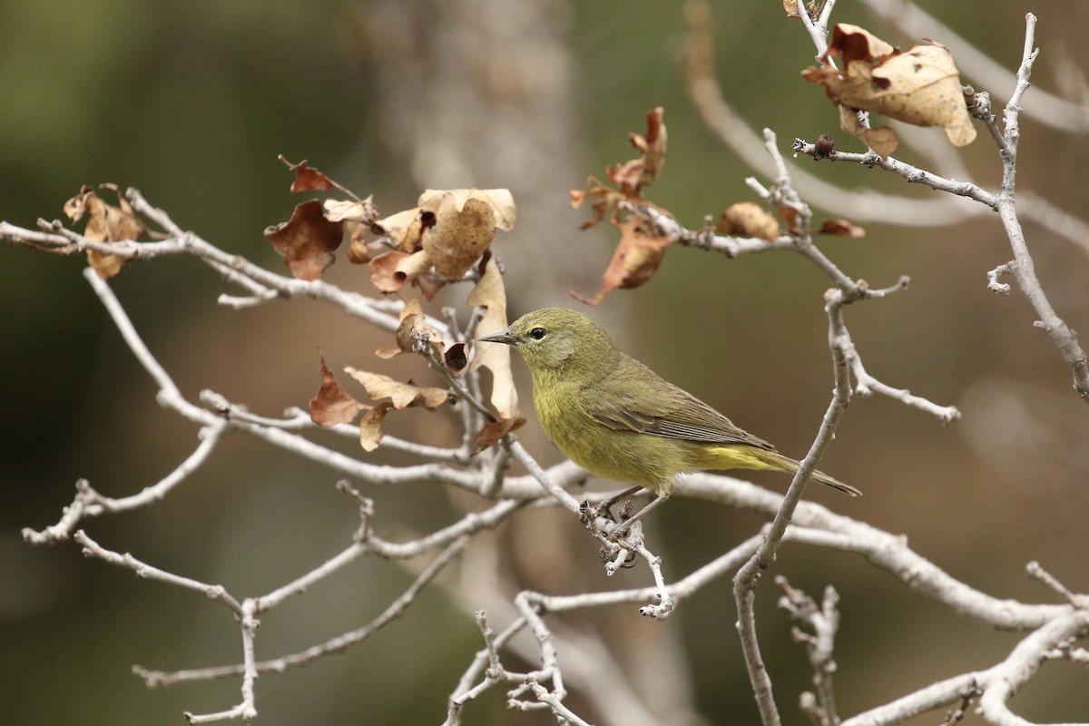 Orange-crowned Warbler - ML575749431