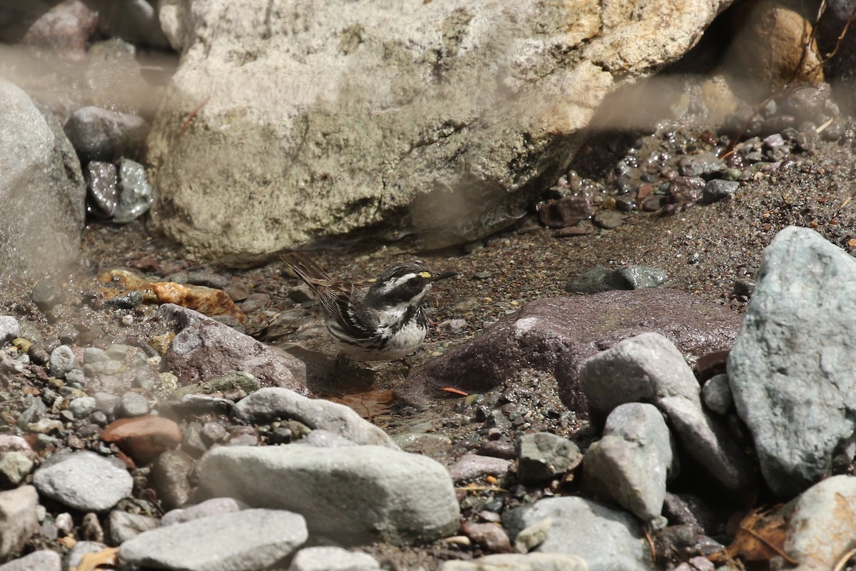 Black-throated Gray Warbler - ML575749661