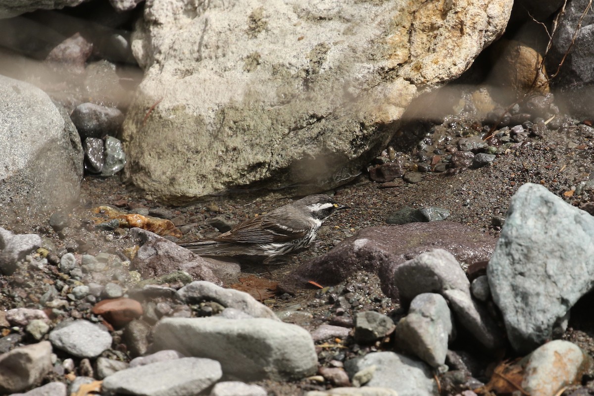 Black-throated Gray Warbler - ML575749671