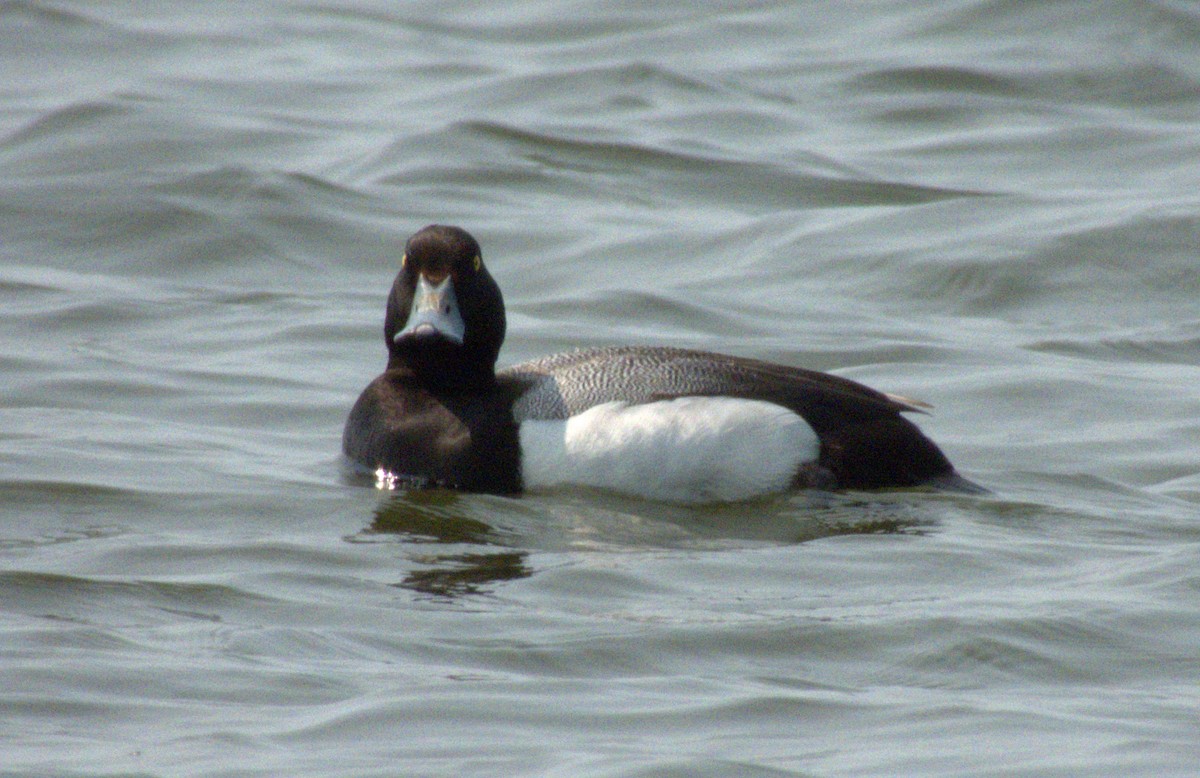 Greater Scaup - Jeanne Cimorelli