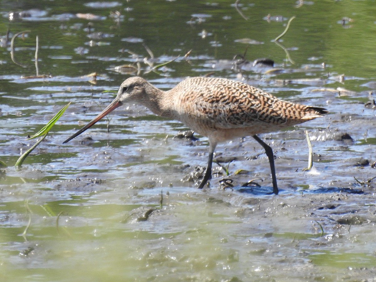 Marbled Godwit - ML575752081