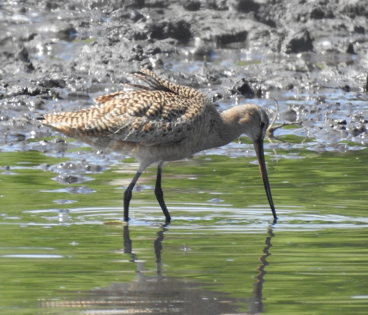 Marbled Godwit - ML575752111