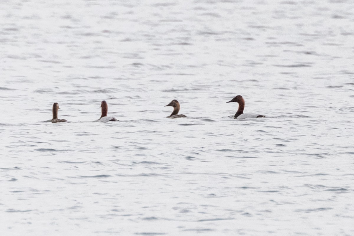 Canvasback - ML575752171