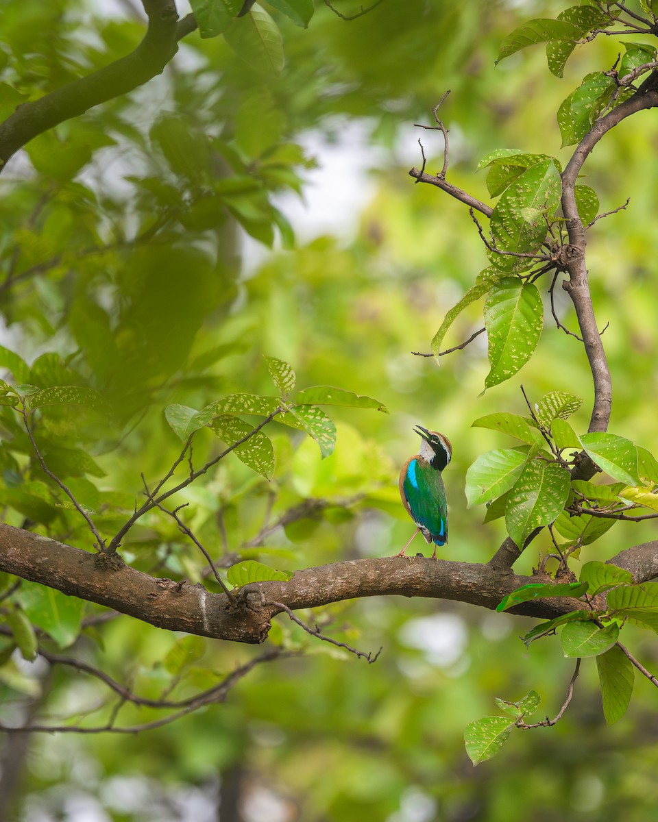 Indian Pitta - ML575753361