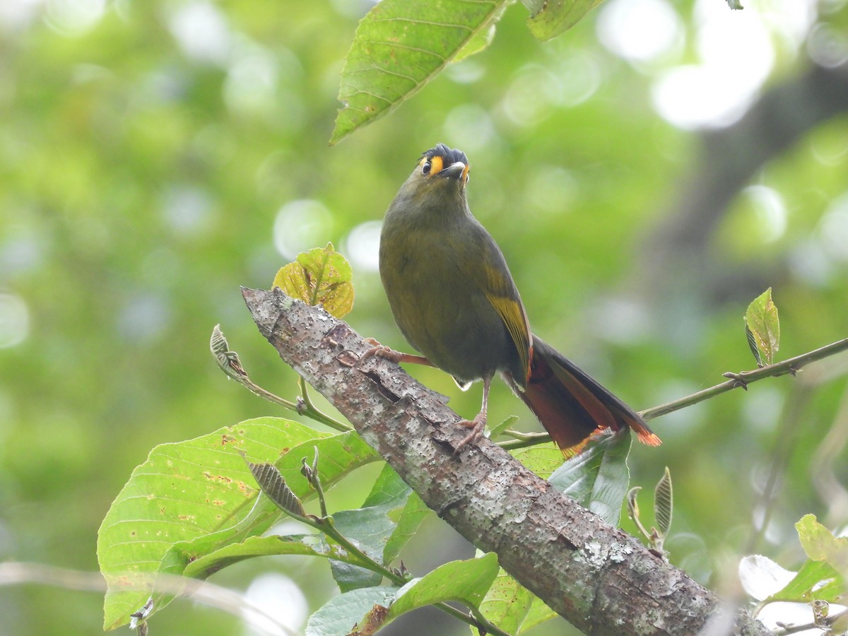 Bugun Liocichla - ML575753641