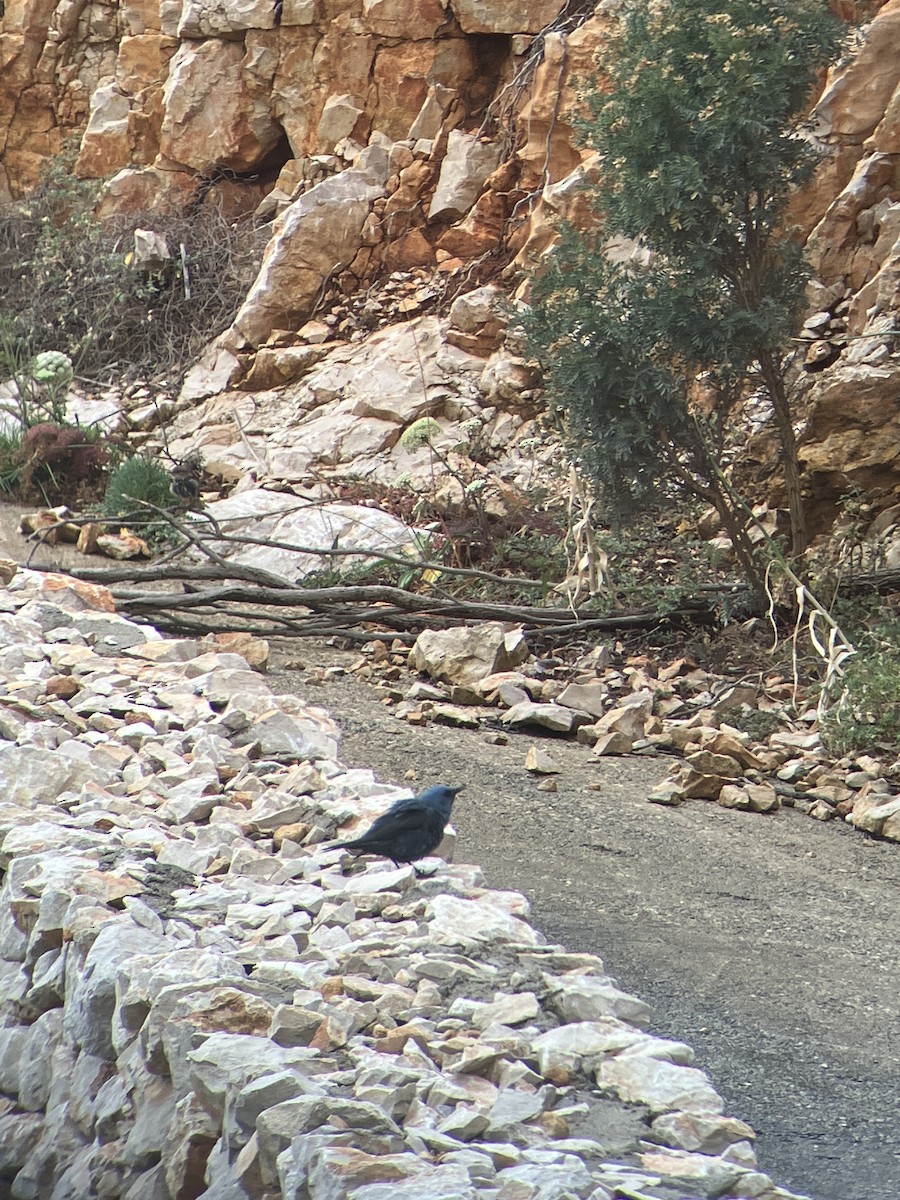 Blue Rock-Thrush - ML575753821