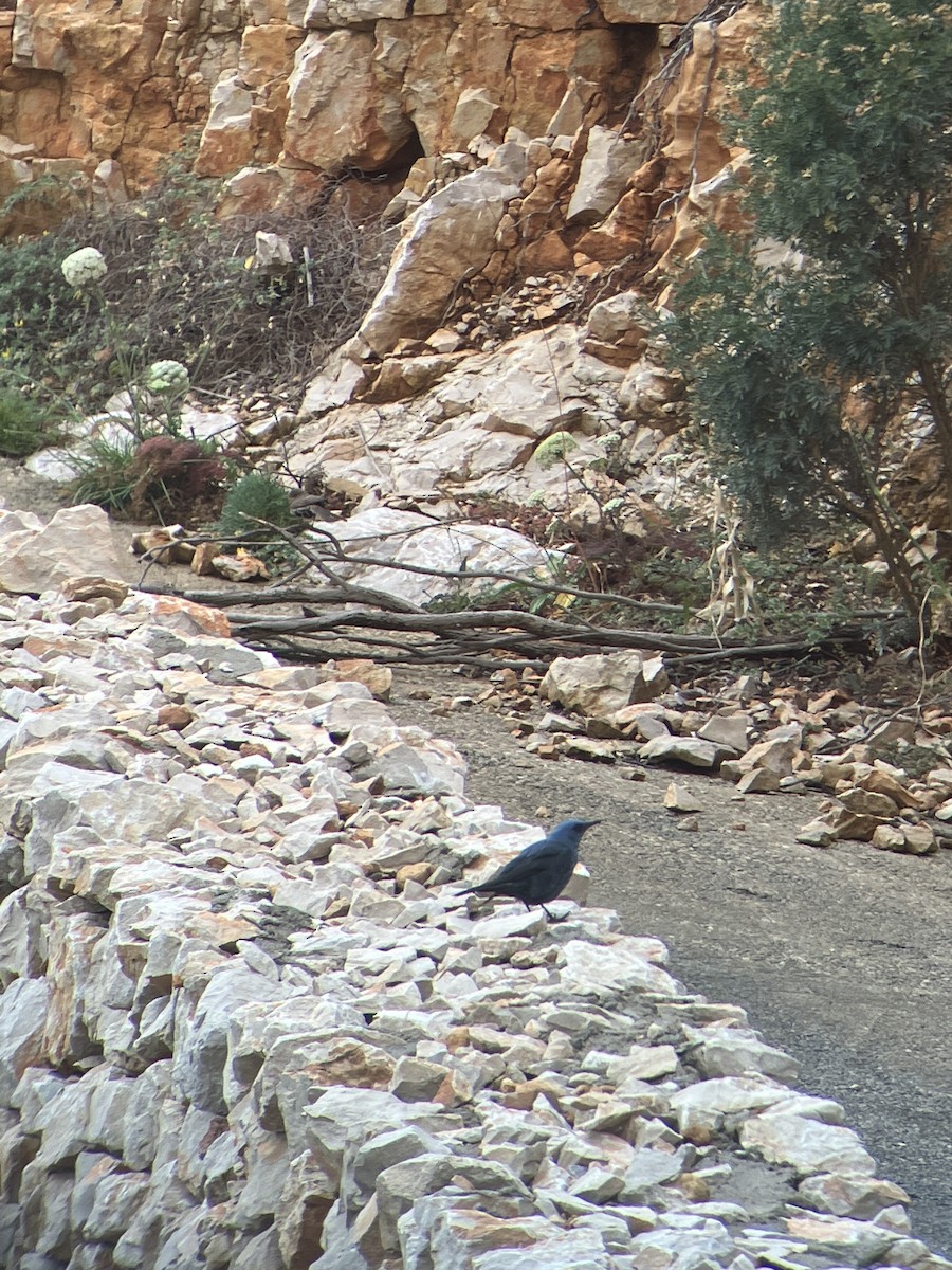 Blue Rock-Thrush - ML575753831