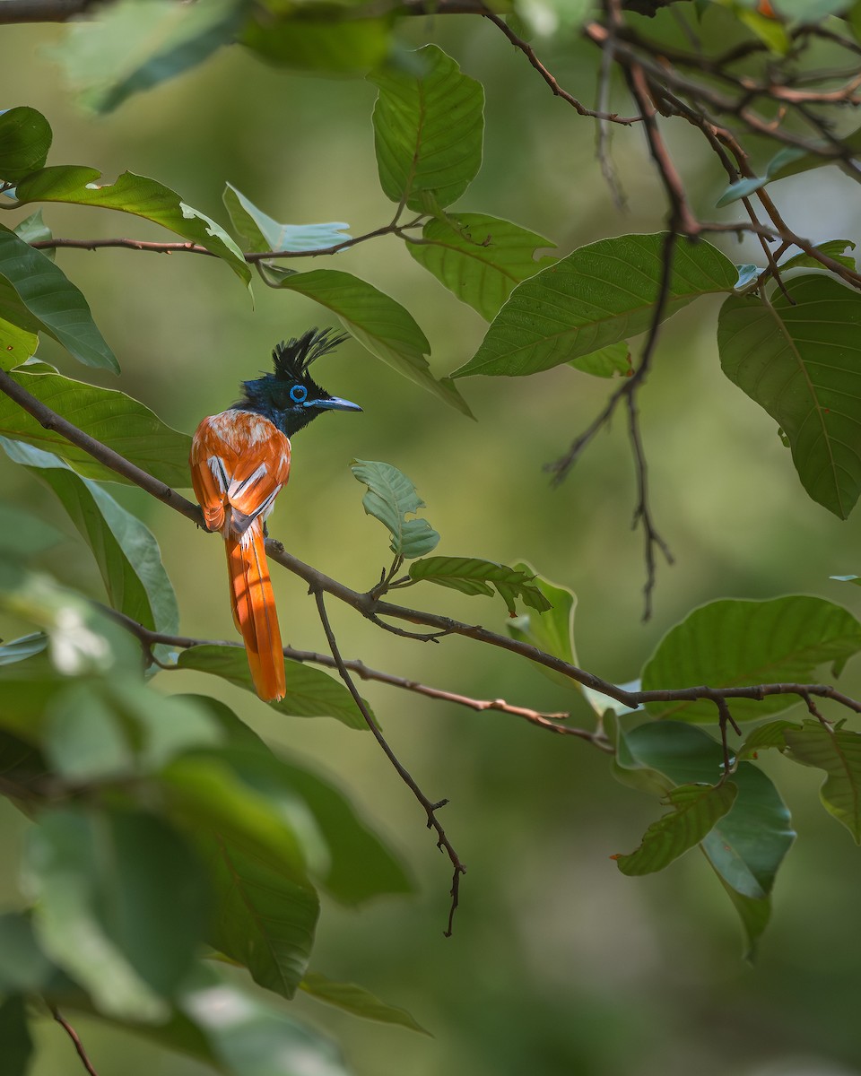 Indian Paradise-Flycatcher - ML575754051