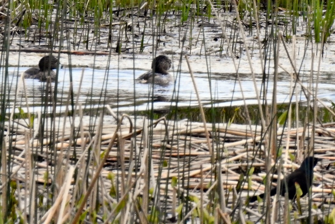 Pied-billed Grebe - ML57575441