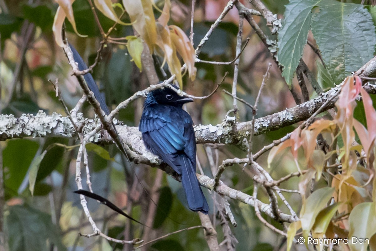 Lesser Racket-tailed Drongo - ML575754721