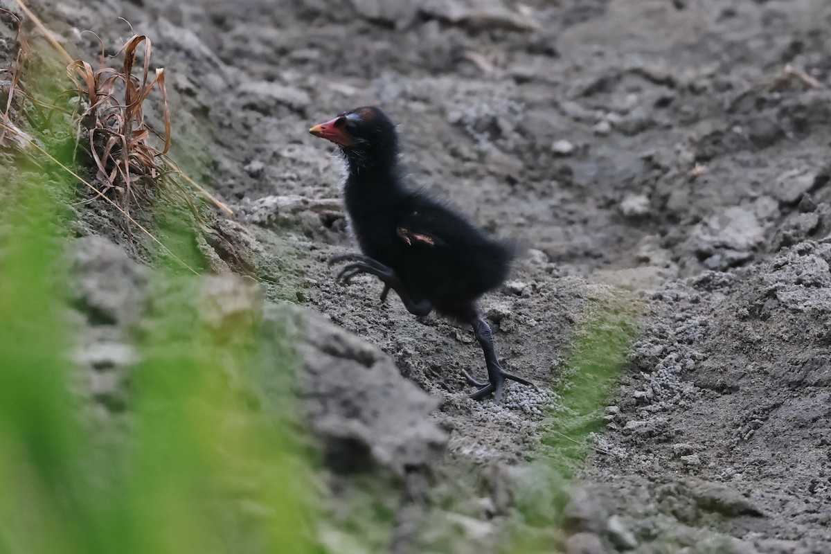 Eurasian Moorhen - ML575755531