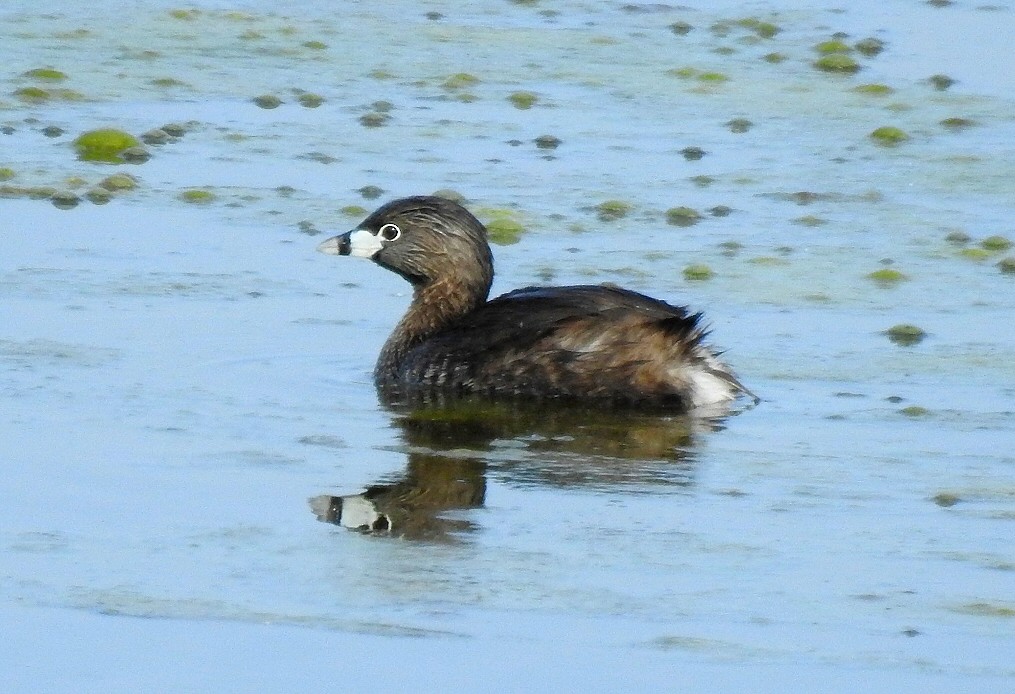 Pied-billed Grebe - ML57575571