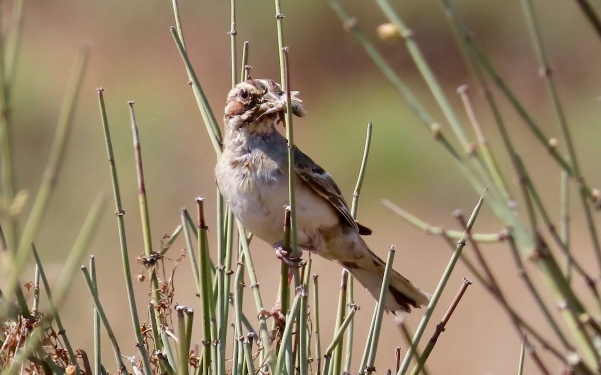 Lark Sparrow - Petra Clayton