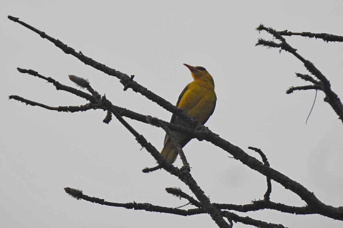 Slender-billed Oriole - ML575755821