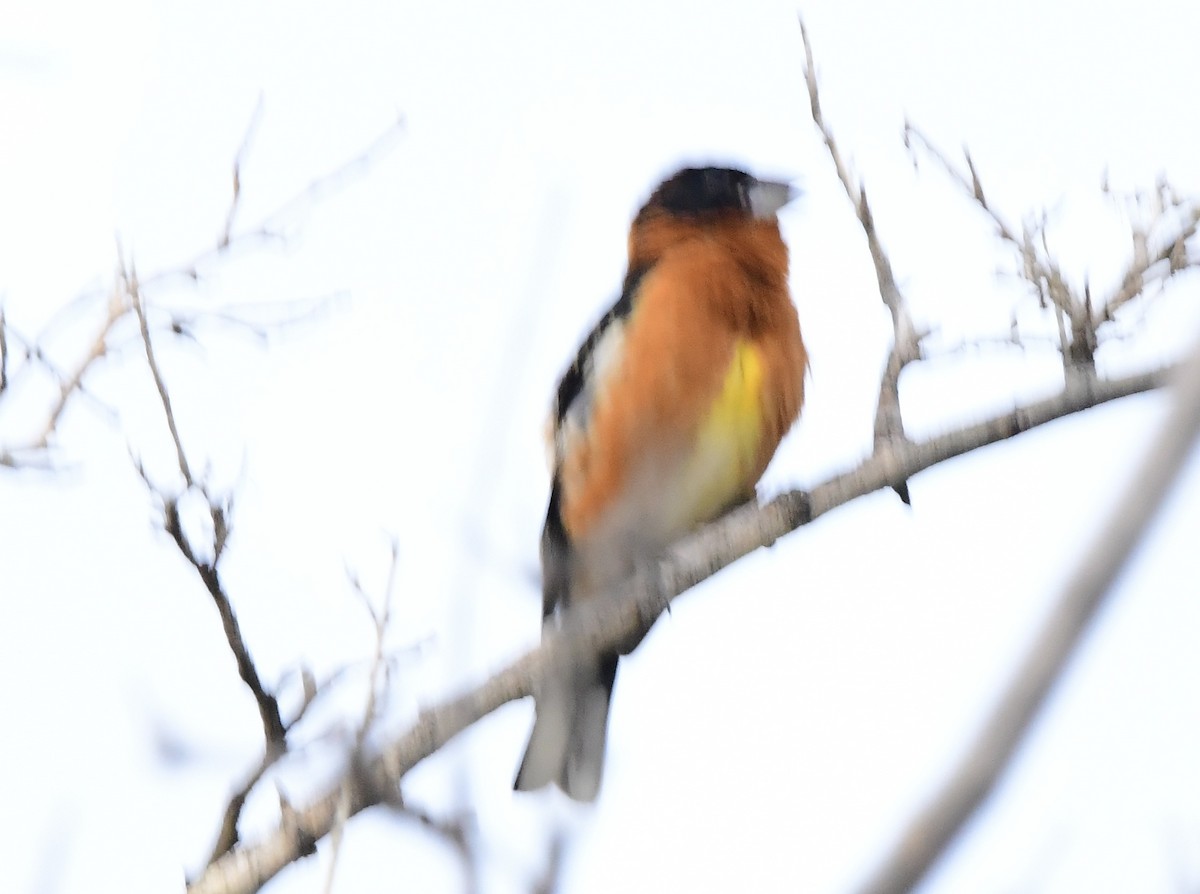 Black-headed Grosbeak - ML575756481